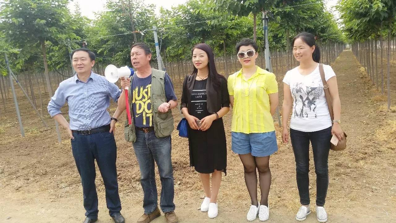 苗木那些事,山东苗木现状分析