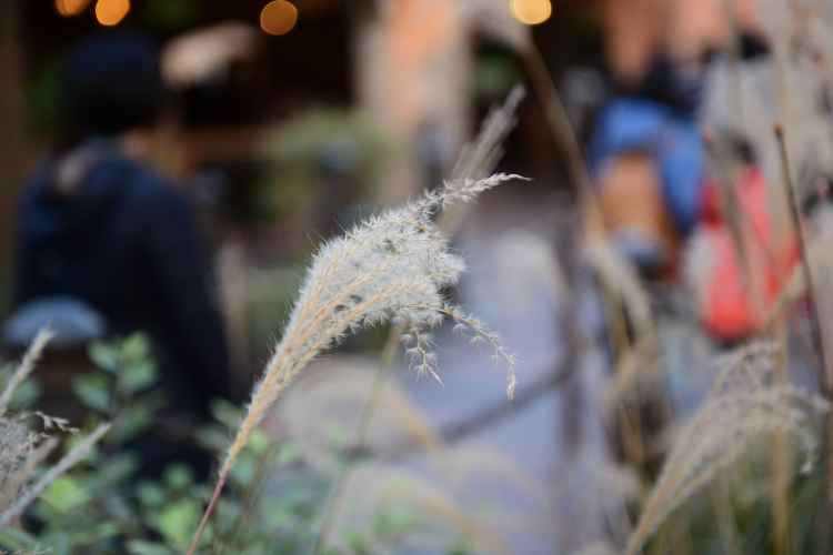 上海迪士尼乐园,上海迪士尼游记