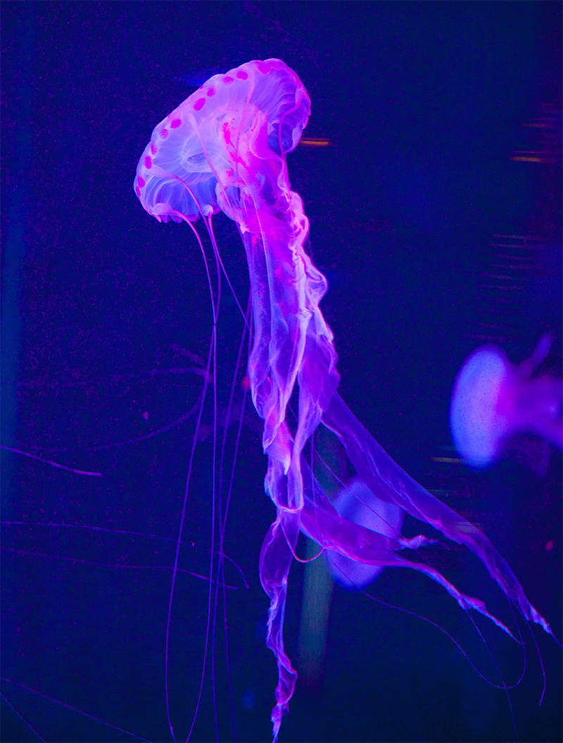 水母海洋世界,中国海洋世界水母馆