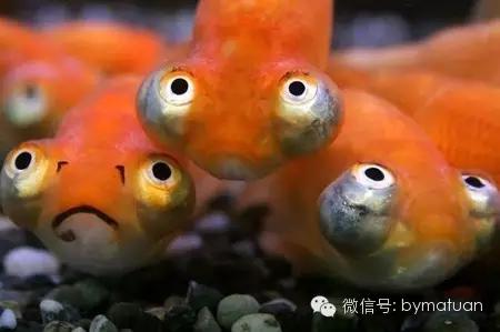 拥有一双大眼双眼皮,拥有好看侧颜单眼皮