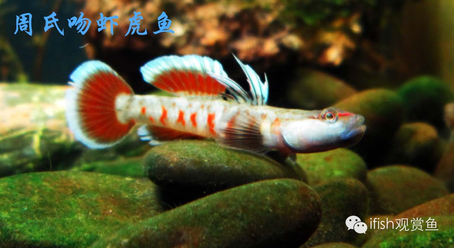 大圣年,大圣过年放鞭炮