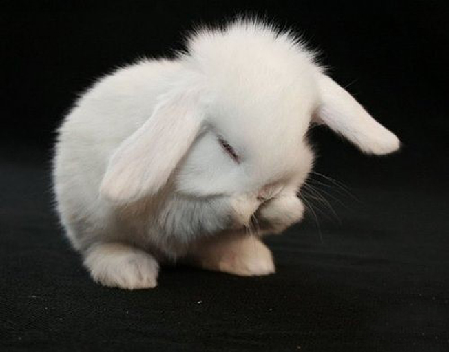 你还在为家中小兔子随地大小便而烦恼么？教你几招，从此不再烦恼