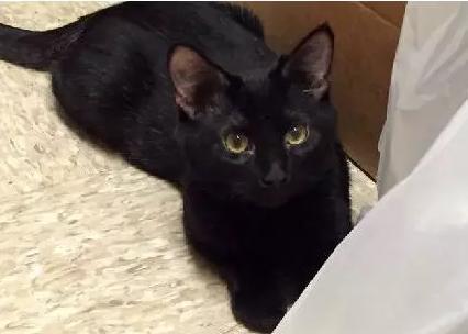 主人救了小猫,主人癫痫发作猫反应