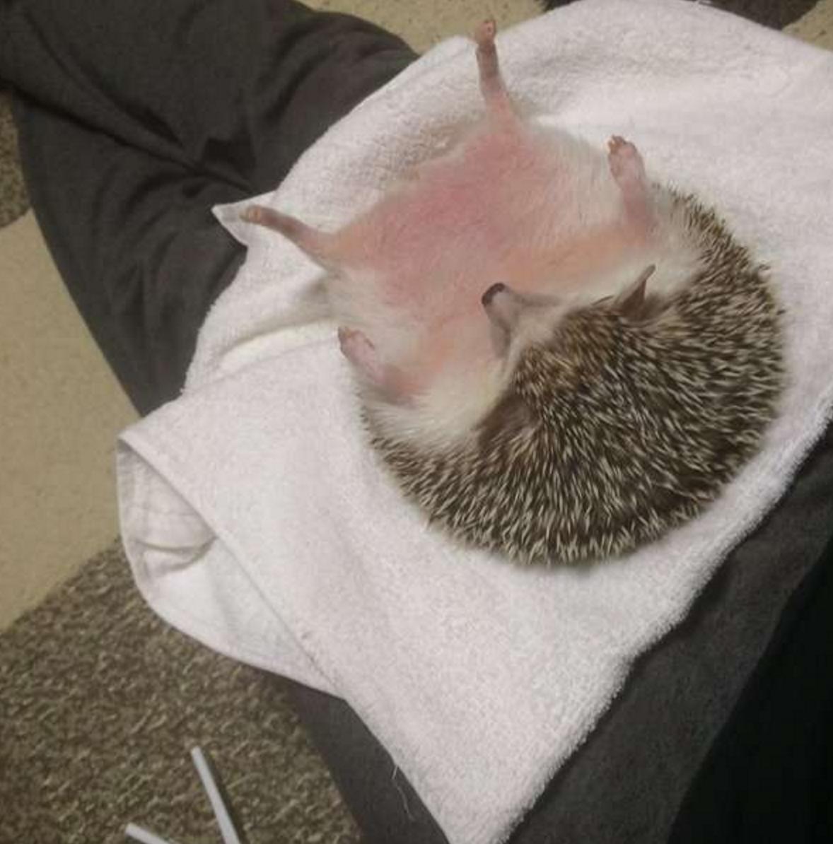 四脚朝天的刺猬,小刺猬四脚朝天躺在林间野道上