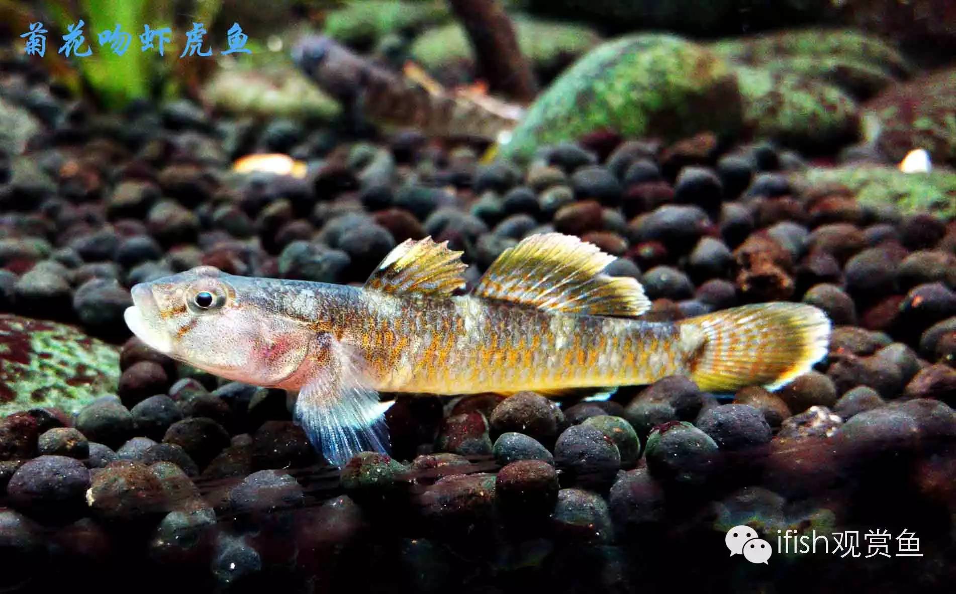 大圣年,大圣过年放鞭炮