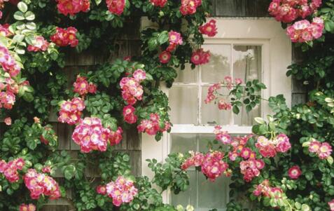 为什么春季装修风格好点,春季装修什么材料最适合