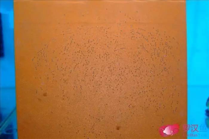 罗汉参的繁殖方法,罗汉鱼怎么养起头