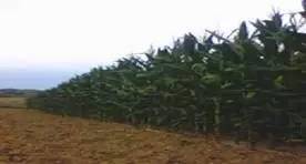 投稿定西,投稿专用话语