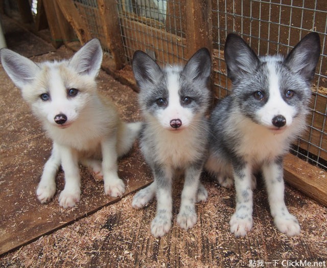 毛茸茸天堂蔵王狐狸村让你享受被狐狸淹没的幸福感