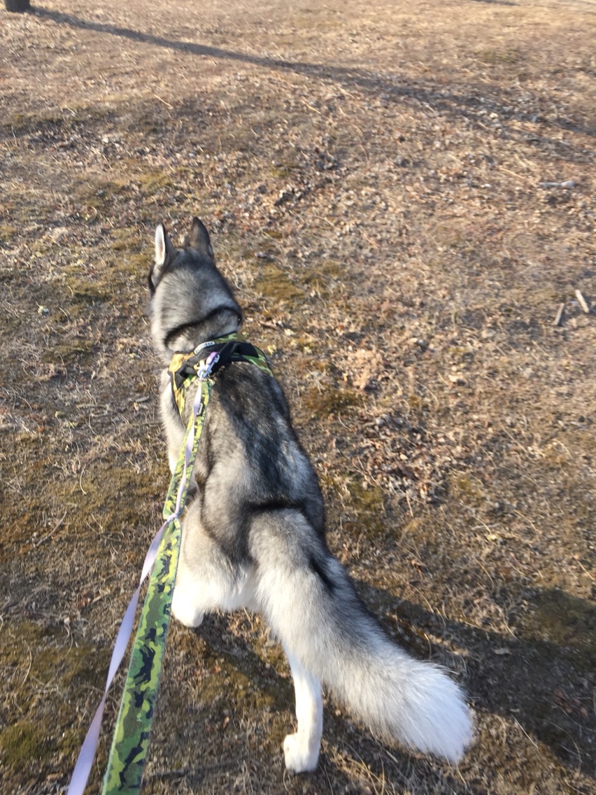 养哈士奇一个月需要多少钱,新手养哈士奇一个月花销多少