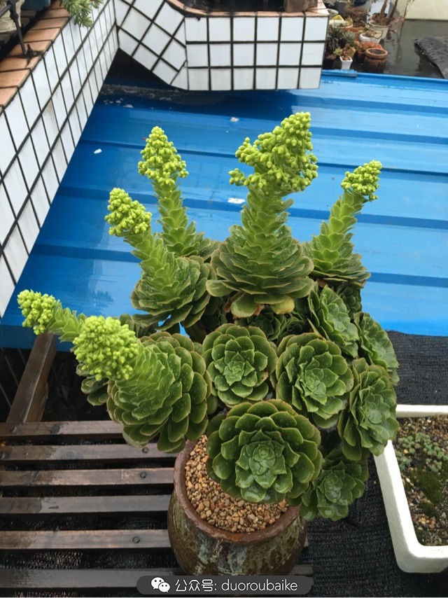 寒风中越发美丽的多肉,冬季暖阳下的多肉