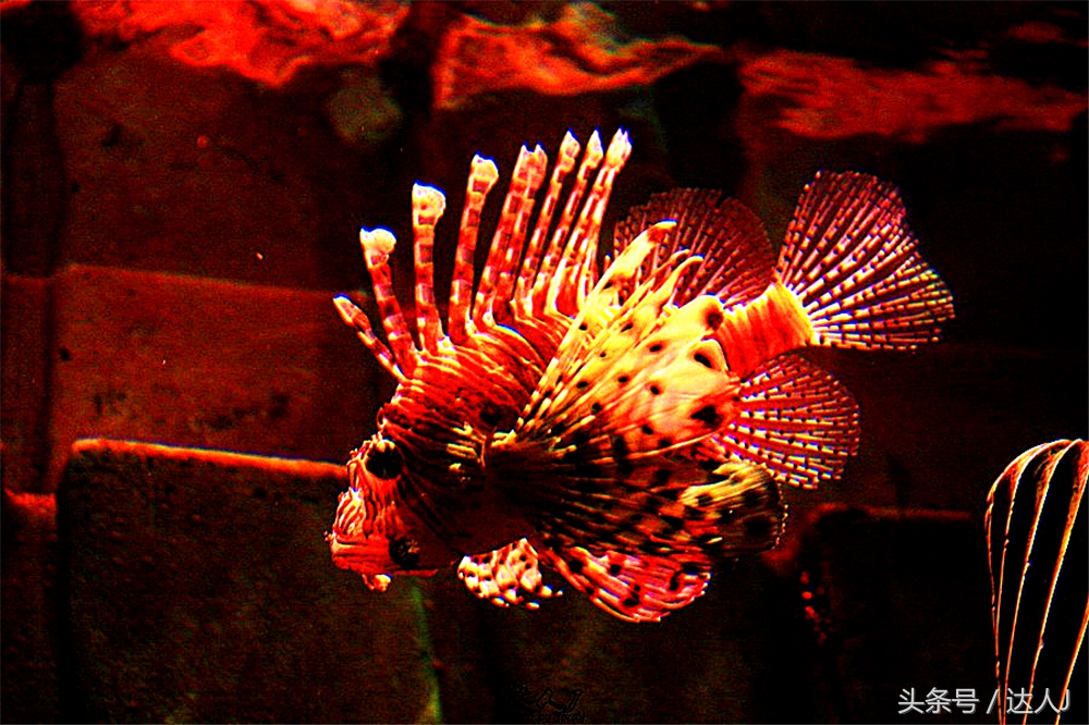 沙漠上的超级绿洲迪拜,迪拜沙漠上的奢华之都