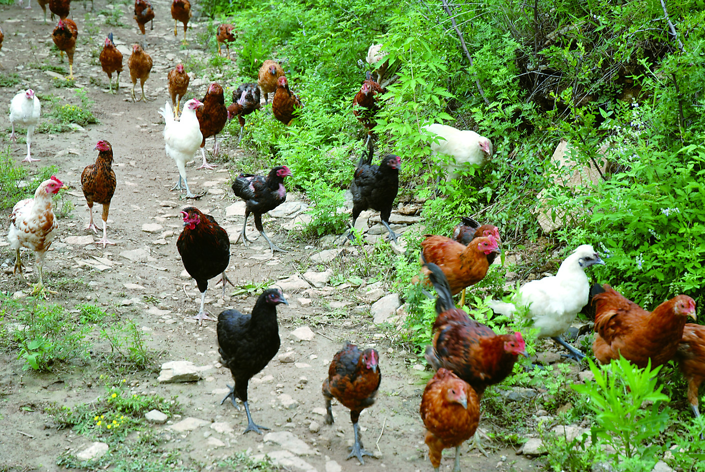 间质性肺病最新治疗方案,最新禽病治疗方案