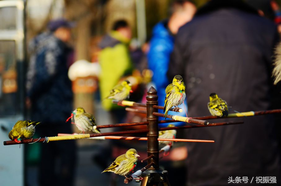 北京十大花鸟鱼虫市场,北京官园花鸟鱼虫市场现在开放吗