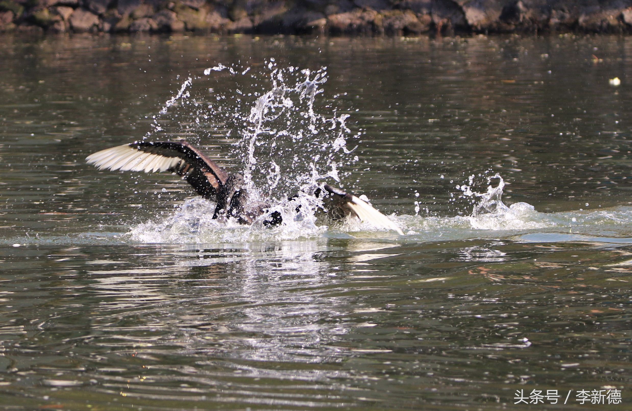 适马150-600镜头拍海上,适马150-600镜头拍视频怎么样