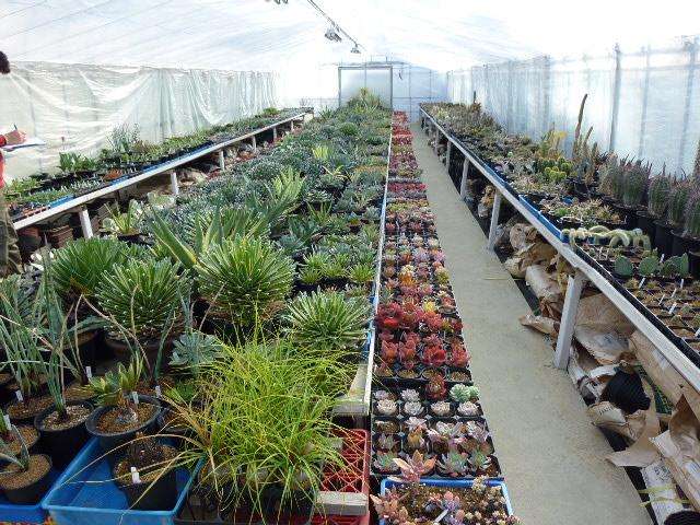 鏃ユ湰鐜夐湶澶氳倝澶ф,浠庡鑲夊ぇ妫氶噷璺戝嚭鏉ョ殑澶氳倝