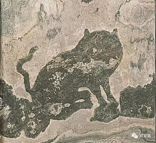 蓝猫找猫报应,蓝毛找猫