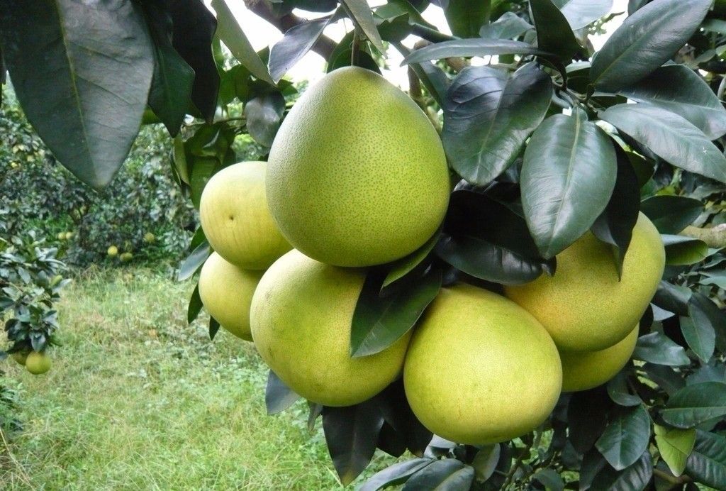 柚子的种子怎么发芽做盆栽,柚子种子小盆栽