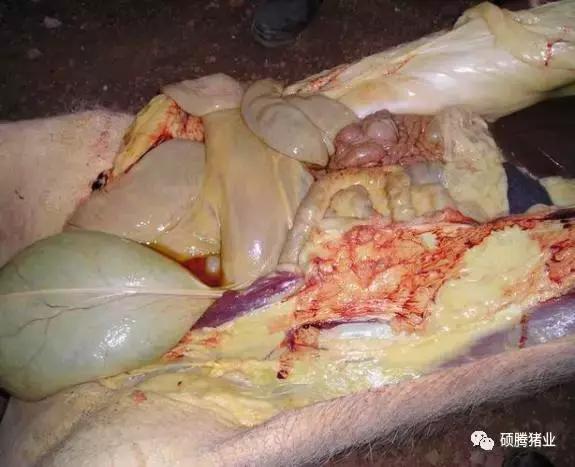 猪霉菌毒素最怕三种克星,猪霉菌毒素中毒有什么症状