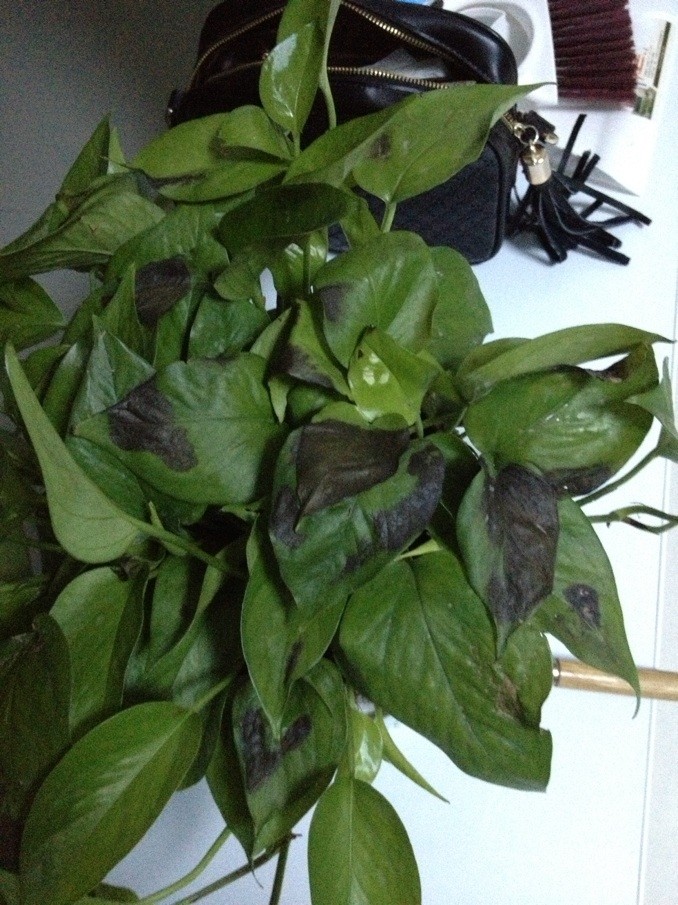 绿萝叶尖发黑怎么办,绿萝叶子发黑剪掉以后会再长吗