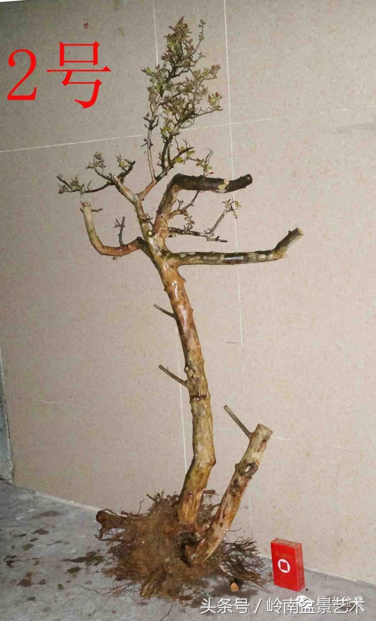 请厚爱你的野生树桩