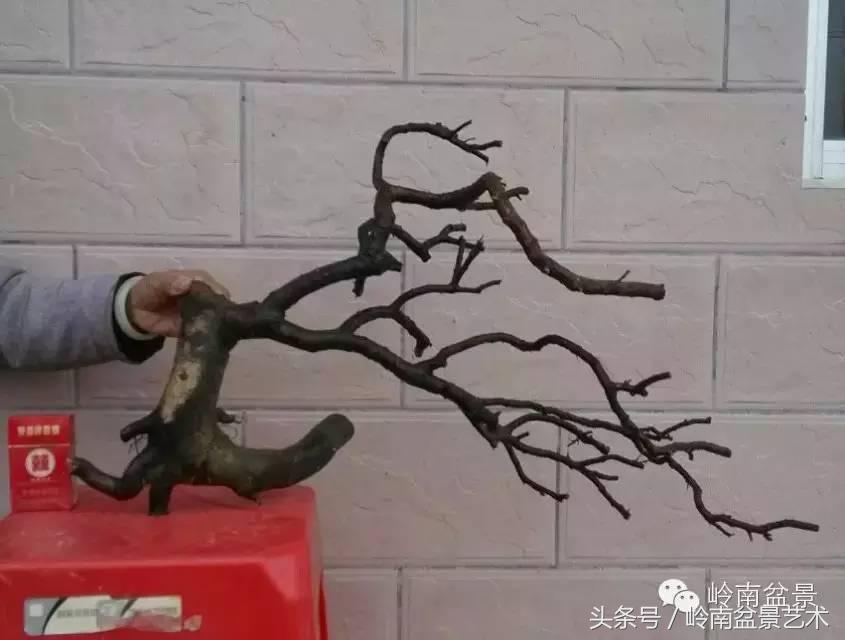 请厚爱你的野生树桩