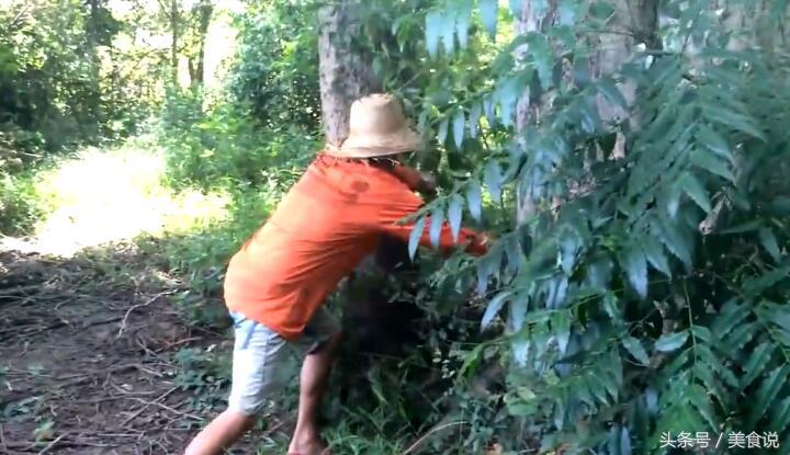 农村里的人是这样抓野鸡的，用细竹竿做陷阱很好用