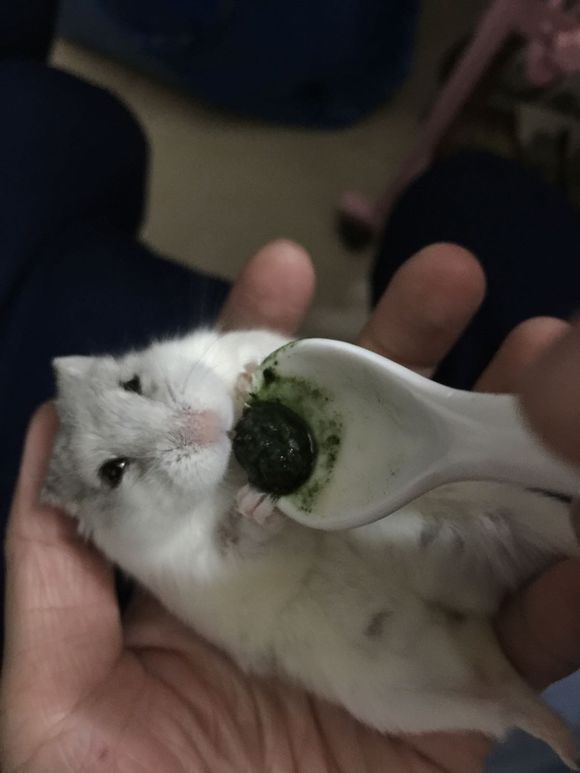 必须买的仓鼠零食,小仓鼠买东西推荐吃的主食小零食