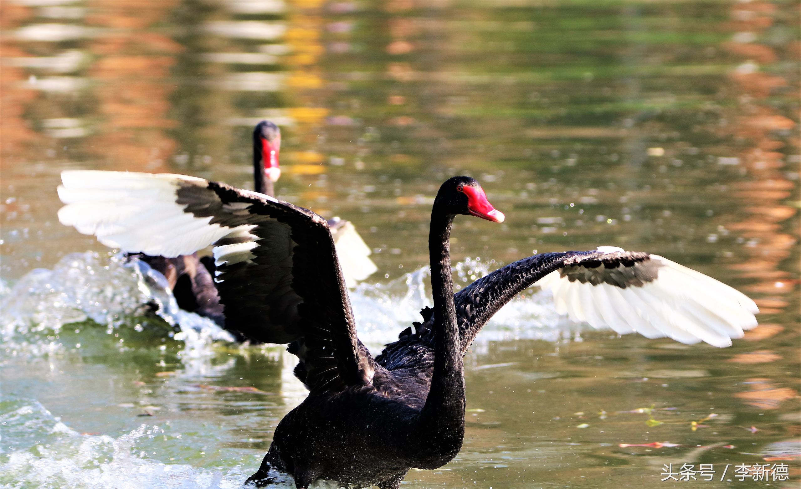 适马150-600镜头拍海上,适马150-600镜头拍视频怎么样