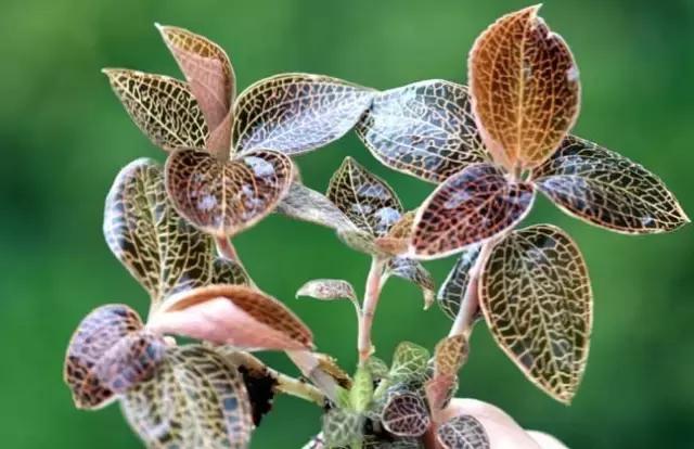 福建汀州土特产,福建零食特产有哪些