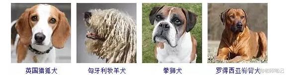狗狗品种大全按体型智商怎么分,聪明狗狗品种大全及图片及名字