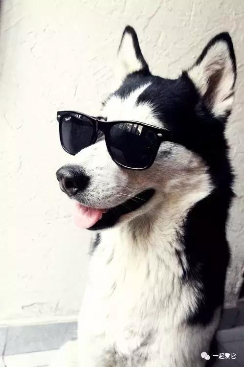 宠兽小知识100条,怎样让哈士奇乖乖听话