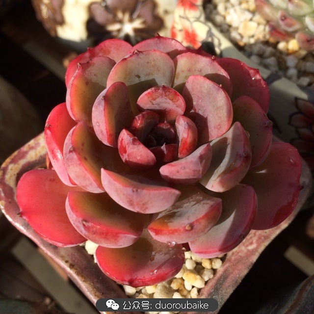 院子阳光房多肉,阳光房庭院多肉