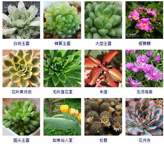 多肉植物150种大全,多肉种植攻略150种常见多肉植物