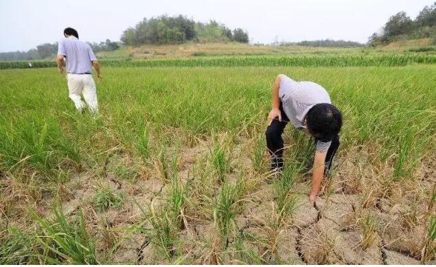 刘强东进军农资电商,电商平台假农资