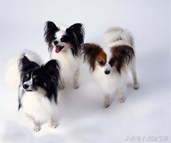 拥有一双美丽翅膀,有一双美丽的眼睛的狗