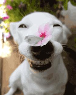 主人在汪星人的鼻子上放了一朵花，谁知道突然降落了一只蝴蝶！