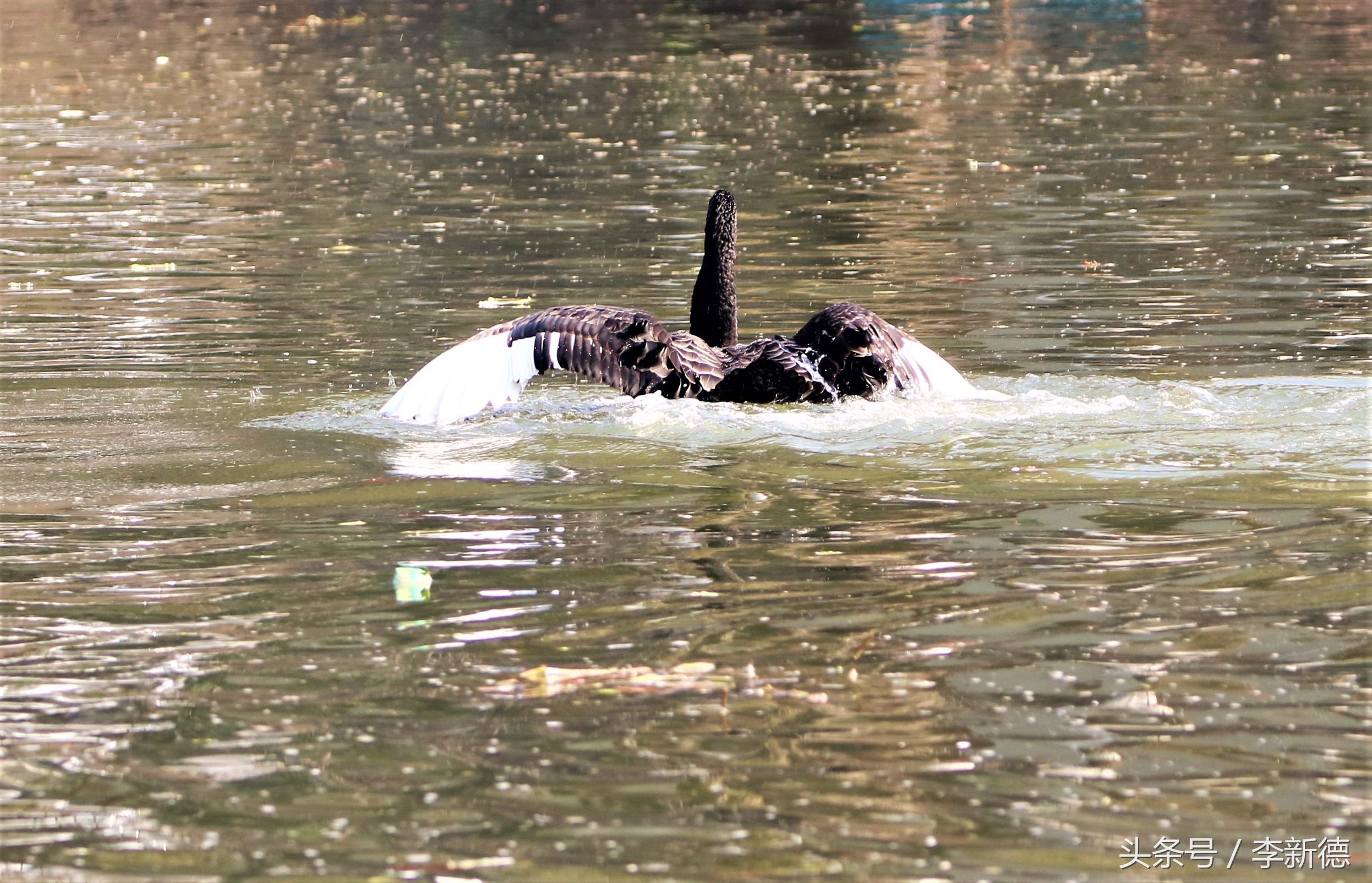 适马150-600镜头拍海上,适马150-600镜头拍视频怎么样