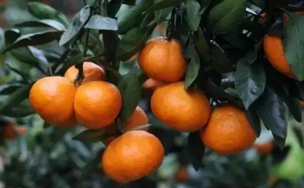 蒲江耙耙柑啥时候采摘最好,现在蒲江县耙耙柑产地行情走势