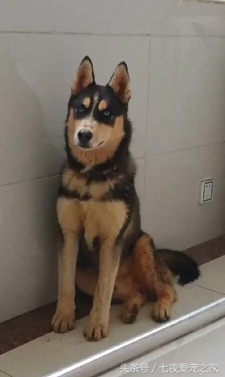 哈士奇在农村放养还是拴住,哈士奇不能养吗