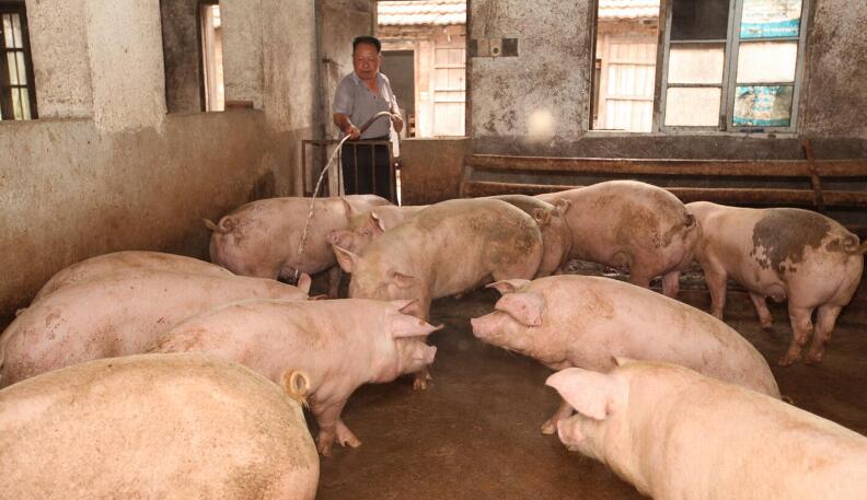 酒糟喂猪长膘快，养猪能人这样用既催肥又降低饲料成本