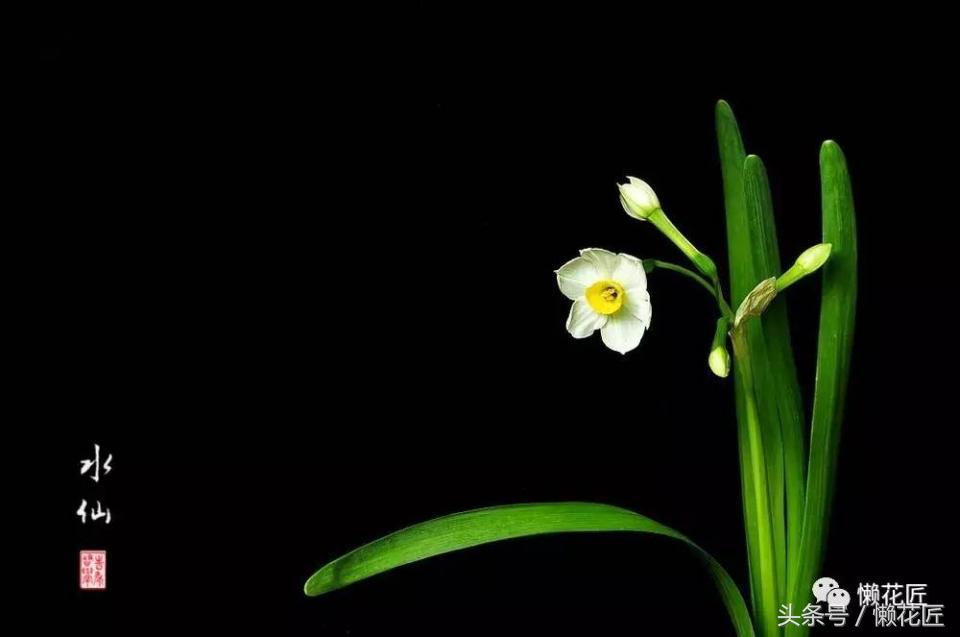 水仙花春节后怎么处理,春节为什么要养水仙花