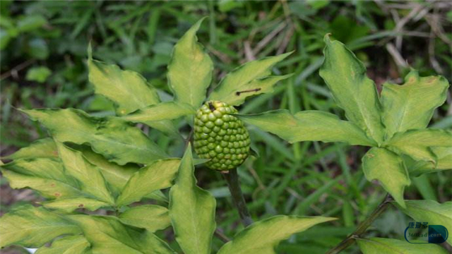 天南星是抗肺癌中药吗,中药天南星