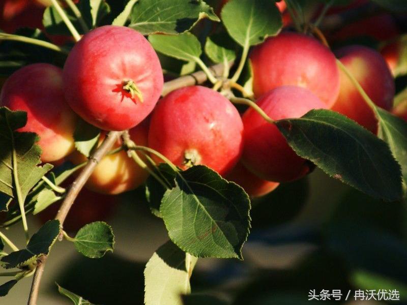 乐都沙果树苗联系方式,乐都的沙果比鸡蛋大