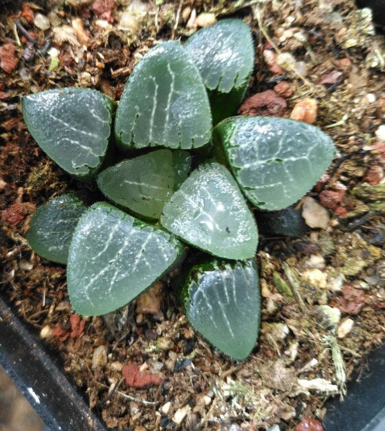 十二卷寿品相,十二卷玉寿