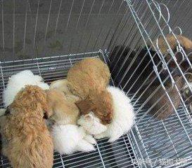 从网上买狗狗需要注意什么,如何在网上买狗狗不会上当