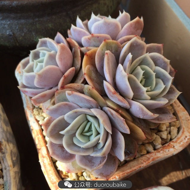 院子阳光房多肉,阳光房庭院多肉