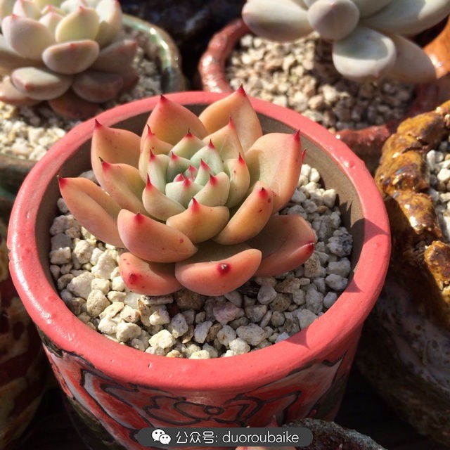 院子阳光房多肉,阳光房庭院多肉