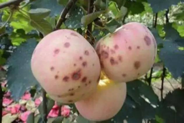 维纳斯苹果苦痘病为什么严重,苹果苦痘病症状及发生原因