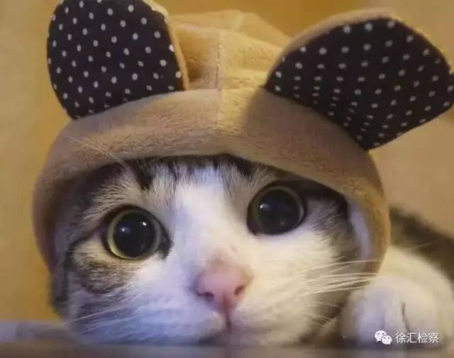 震惊|辞去工作在网店倒卖气枪配件,“淘”来法律制裁!